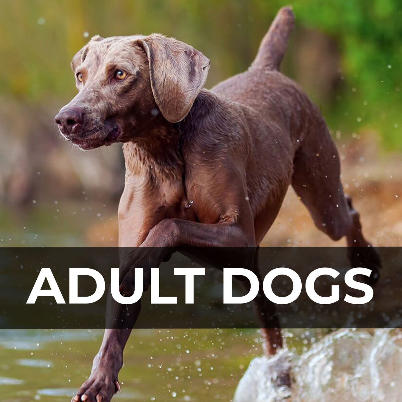 Adult Dogs